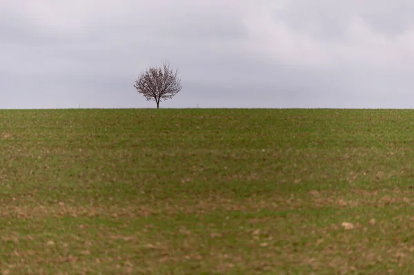 Drzewo Polu Mgły Rano Republice Czeskiej — Zdjęcie stockowe