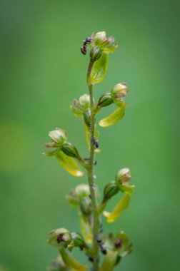 Beyaz Karpat Dağları 'nda yeşil çayır üzerinde çok nadir bulunan bir orkide.