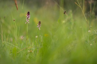 Beyaz Karpat Dağları 'nda yeşil çayır üzerinde çok nadir bulunan bir orkide.