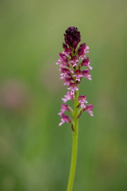Beyaz Karpat Dağları 'nda yeşil çayır üzerinde çok nadir bulunan bir orkide.