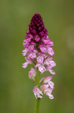 Beyaz Karpat Dağları 'nda yeşil çayır üzerinde çok nadir bulunan bir orkide.