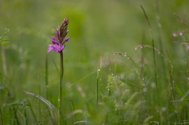 Beyaz Karpat Dağları 'nda yeşil çayır üzerinde çok nadir bulunan bir orkide.