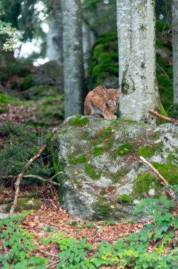 Ulusal Park Bavyera Ormanı umavasında çok nadir görülen kedi vaşağı (Lynx vaşak), Çek Cumhuriyeti, Almanya