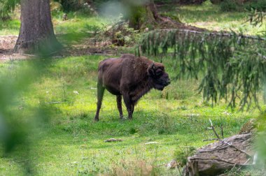Büyük otçul Avrupa bizonu (bizon bonasus) Ulusal Park Bavyera Ormanı umavası, Çek Cumhuriyeti, Almanya