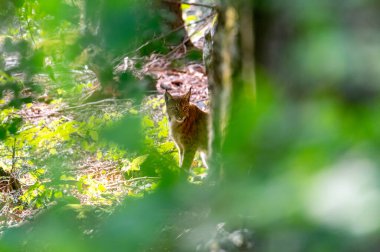 Ulusal Park Bavyera Ormanı umavasında çok nadir görülen kedi vaşağı (Lynx vaşak), Çek Cumhuriyeti, Almanya