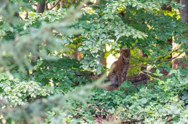 Ulusal Park Bavyera Ormanı umavasında çok nadir görülen kedi vaşağı (Lynx vaşak), Çek Cumhuriyeti, Almanya