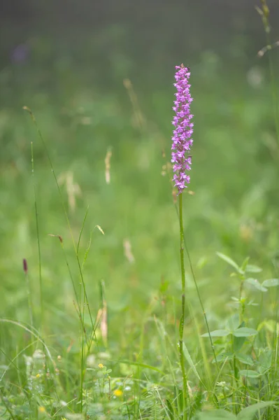 Редкая Орхидея Зеленом Лугу Эндемичных Белых Карпатах Чешская Республика — стоковое фото