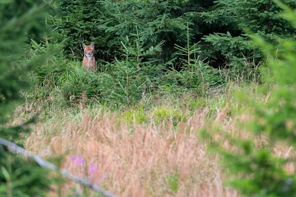 Lynx Félin Lynx Lynx Très Rare Dans Parc National Forêt — Photo
