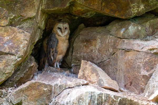 Barn Owl Albums Bavarian Forest Umava National Park Czech Republic — Stock Photo, Image