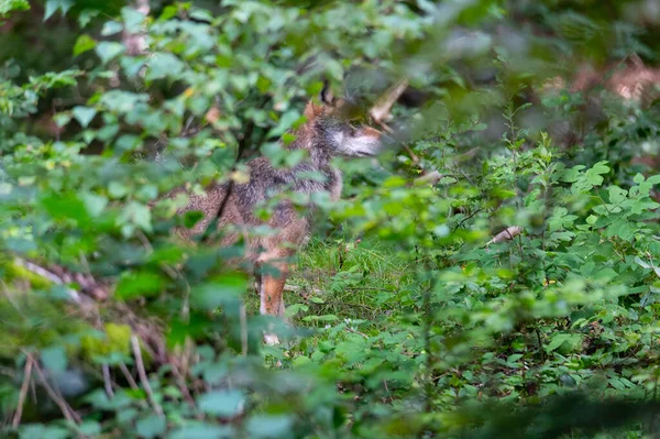 Gri Kurt (Canis lupus) Ulusal Park Bavyera Ormanı umavası, Çek Cumhuriyeti, Almanya