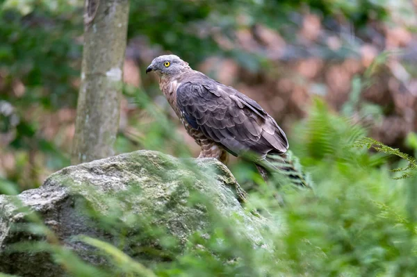 Avcı Avrupa bal şahini (Pernis apivorus Ulusal Parkı Bavyera Ormanı umava, Çek Cumhuriyeti, Almanya