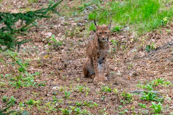 Nagyon Ritka Macska Hiúz Lynx Lynx Bajor Erdő Nemzeti Parkban — Stock Fotó