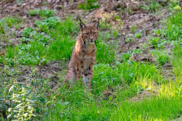 Ulusal Park Bavyera Ormanı umavasında çok nadir görülen kedi vaşağı (Lynx vaşak), Çek Cumhuriyeti, Almanya