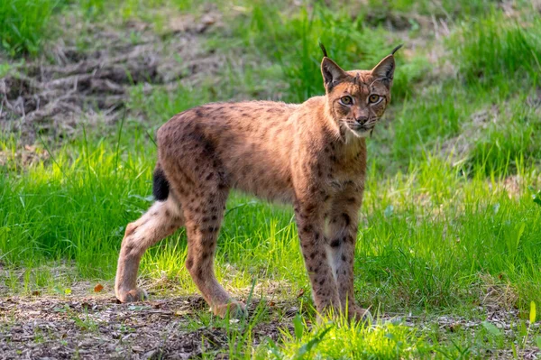 Ulusal Park Bavyera Ormanı umavasında çok nadir görülen kedi vaşağı (Lynx vaşak), Çek Cumhuriyeti, Almanya