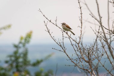 Küçük kahverengi kuş Czech Cumhuriyeti