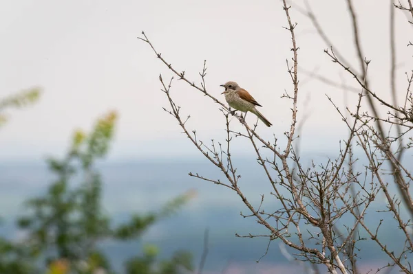 Pequeno Pássaro Marrom República Checa — Fotografia de Stock
