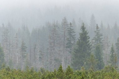 Çek Cumhuriyeti 'nin Jizera Dağları' nın dağlarında sonbaharda ağaç gövdeleri olan sisli orman