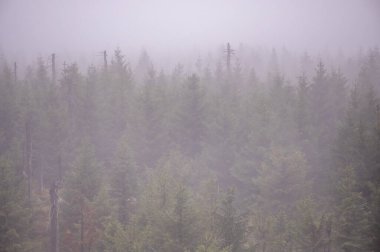 Çek Cumhuriyeti 'nin Jizera Dağları' nın dağlarında sonbaharda ağaç gövdeleri olan sisli orman