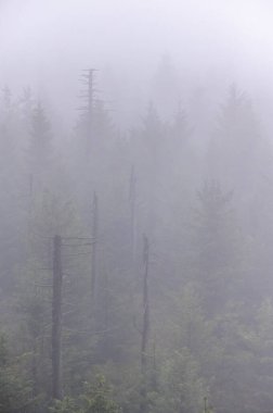 Çek Cumhuriyeti 'nin Jizera Dağları' nın dağlarında sonbaharda ağaç gövdeleri olan sisli orman