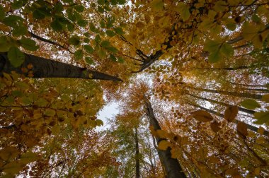 Çek Cumhuriyeti 'ndeki Jizera Dağları' nda ağaç gövdeleri ve renkli meşe taçlarıyla sonbahar ormanı