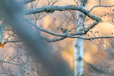 Çek Cumhuriyeti 'nin Jizera dağlarındaki yaprakların renkleriyle sonbahar ormanlarında nadir görülen Alp aksanı (Prunella collaris).