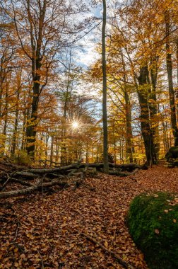 Çek Cumhuriyeti 'ndeki Jizera Dağları' nda ağaç gövdeleri ve renkli meşe taçlarıyla sonbahar ormanı