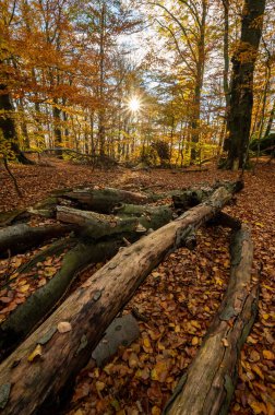 Çek Cumhuriyeti 'ndeki Jizera Dağları' nda ağaç gövdeleri ve renkli meşe taçlarıyla sonbahar ormanı
