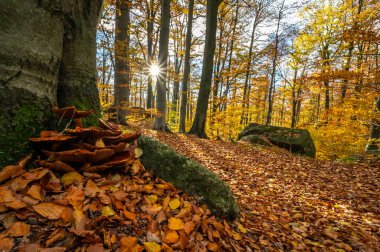 Çek Cumhuriyeti 'ndeki Jizera Dağları' nda ağaç gövdeleri ve renkli meşe taçlarıyla sonbahar ormanı