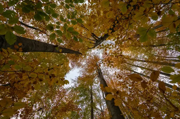 Çek Cumhuriyeti 'ndeki Jizera Dağları' nda ağaç gövdeleri ve renkli meşe taçlarıyla sonbahar ormanı