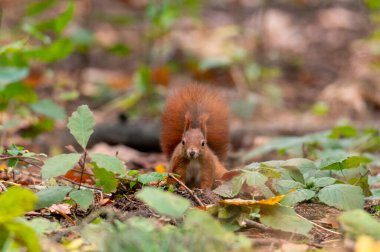 Çek Cumhuriyeti 'nde sonbahar renkli yaprakları olan bir parkta paslı kahverengi sincap.