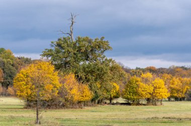 Autumn alluvial forest with yellow leaves and a bird sitting on a branch in South Moravia, Czech Republic clipart