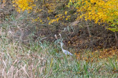Sarı yapraklı sonbahar alüvyon ormanı ve Çek Cumhuriyeti, Güney Moravya 'da bir dalda oturan bir kuş.