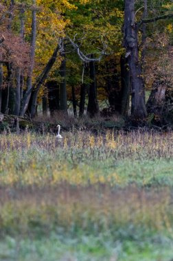 Sarı yapraklı sonbahar alüvyon ormanı ve Çek Cumhuriyeti, Güney Moravya 'da bir dalda oturan bir kuş.