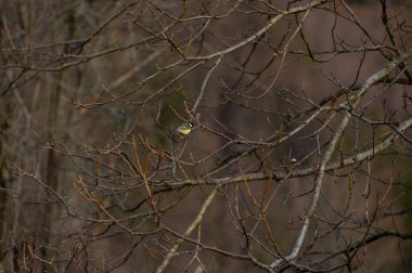 The tiny bird The coal tit (Periparus ater) sitting in the branches of the mountain forest in the Beskydy mountains in the Czech Republic.