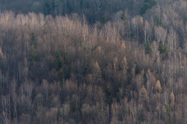 frozen spruce forest in beskydy mounains in czech republic cold temperature clipart