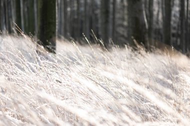 Çek Cumhuriyeti 'nin Beskydy Dağı' nda ağaç gövdeleri olan kış kayın ormanları