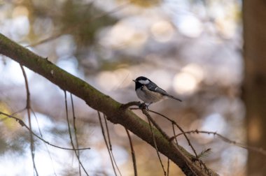 The tiny bird The coal tit (Periparus ater) sitting in the branches of the mountain forest in the Beskydy mountains in the Czech Republic.
