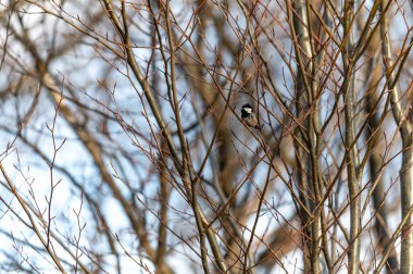 The tiny bird The coal tit (Periparus ater) sitting in the branches of the mountain forest in the Beskydy mountains in the Czech Republic. clipart