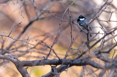 The tiny bird The coal tit (Periparus ater) sitting in the branches of the mountain forest in the Beskydy mountains in the Czech Republic.