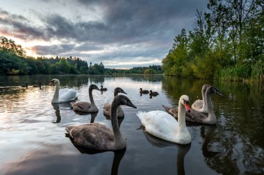 Çek Cumhuriyeti 'nin arka planında günbatımı olan gölde beyaz ve gri kuğular.