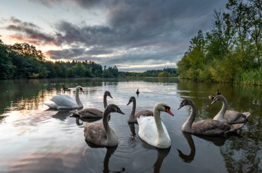 Çek Cumhuriyeti 'nin arka planında günbatımı olan gölde beyaz ve gri kuğular.