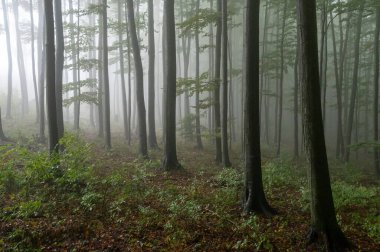 Islak ağaç gövdeleri ve taçlarıyla sonbahar sisli dağ kayın ormanları Velka Javorina, Beyaz Karpatlar dağları, Çek Cumhuriyeti
