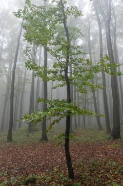 Islak ağaç gövdeleri ve taçlarıyla sonbahar sisli dağ kayın ormanları Velka Javorina, Beyaz Karpatlar dağları, Çek Cumhuriyeti