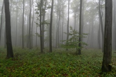 Islak ağaç gövdeleri ve taçlarıyla sonbahar sisli dağ kayın ormanları Velka Javorina, Beyaz Karpatlar dağları, Çek Cumhuriyeti