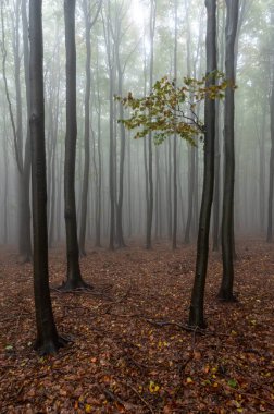 Islak ağaç gövdeleri ve taçlarıyla sonbahar sisli dağ kayın ormanları Velka Javorina, Beyaz Karpatlar dağları, Çek Cumhuriyeti