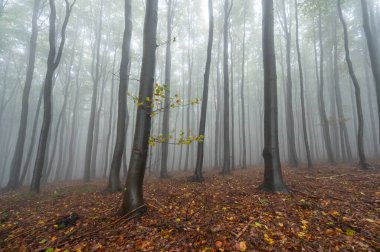 Islak ağaç gövdeleri ve taçlarıyla sonbahar sisli dağ kayın ormanları Velka Javorina, Beyaz Karpatlar dağları, Çek Cumhuriyeti