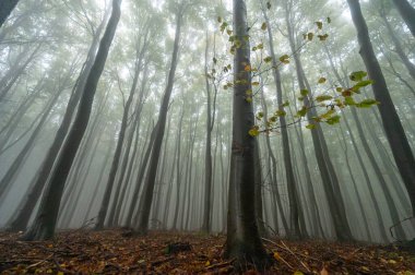Islak ağaç gövdeleri ve taçlarıyla sonbahar sisli dağ kayın ormanları Velka Javorina, Beyaz Karpatlar dağları, Çek Cumhuriyeti