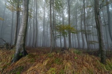 Islak ağaç gövdeleri ve taçlarıyla sonbahar sisli dağ kayın ormanları Velka Javorina, Beyaz Karpatlar dağları, Çek Cumhuriyeti