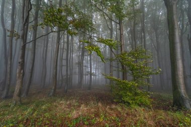 Islak ağaç gövdeleri ve taçlarıyla sonbahar sisli dağ kayın ormanları Velka Javorina, Beyaz Karpatlar dağları, Çek Cumhuriyeti