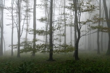 Islak ağaç gövdeleri ve taçlarıyla sonbahar sisli dağ kayın ormanları Velka Javorina, Beyaz Karpatlar dağları, Çek Cumhuriyeti